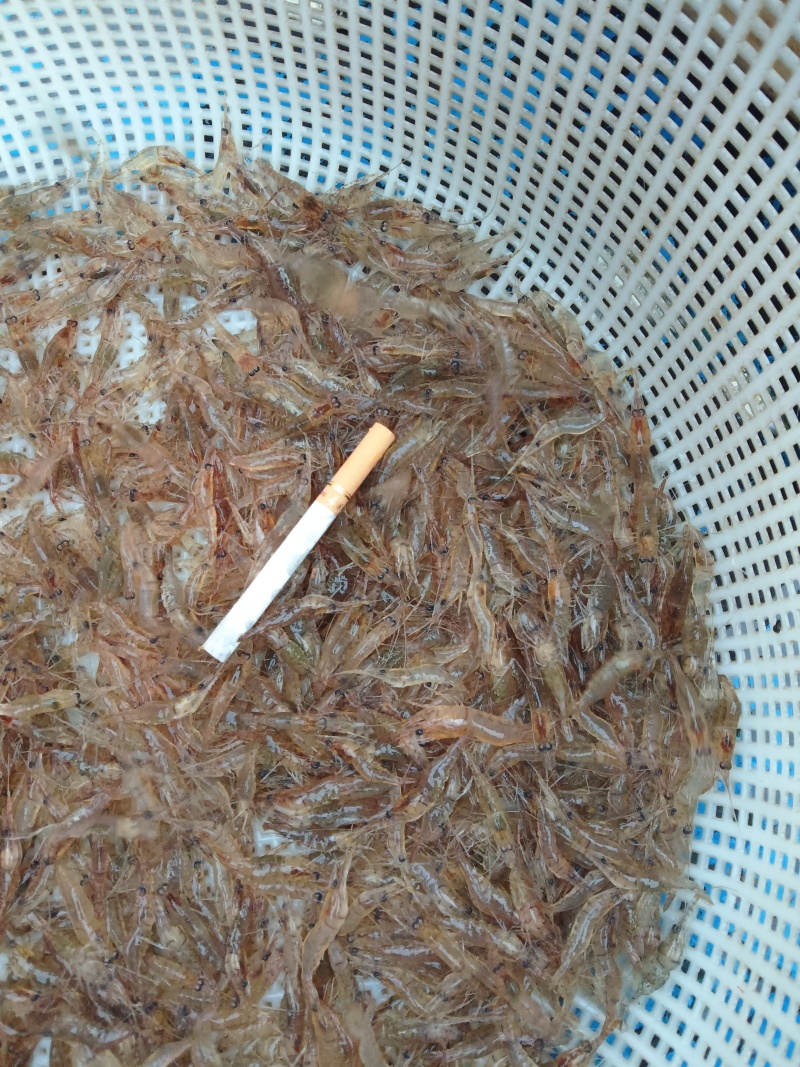 正宗贵州北盘江。生态河虾活虾