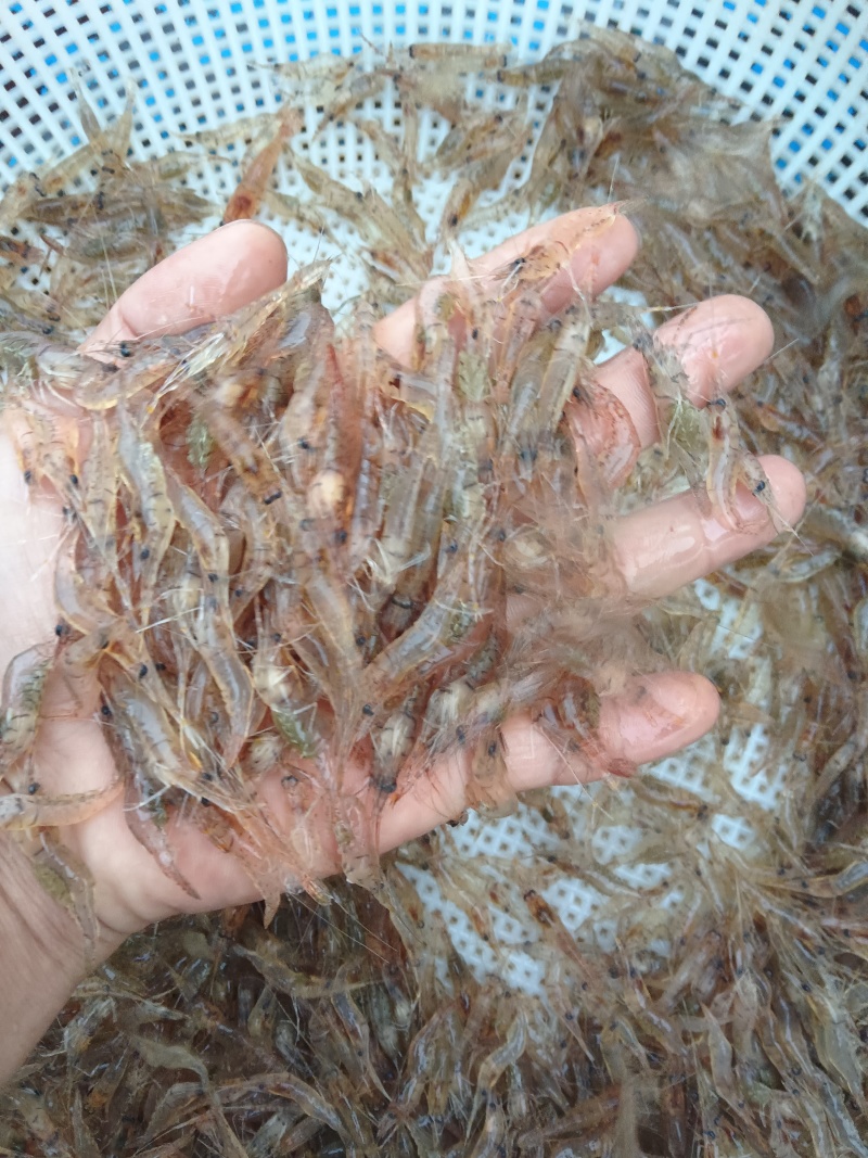 正宗贵州北盘江。生态河虾活虾