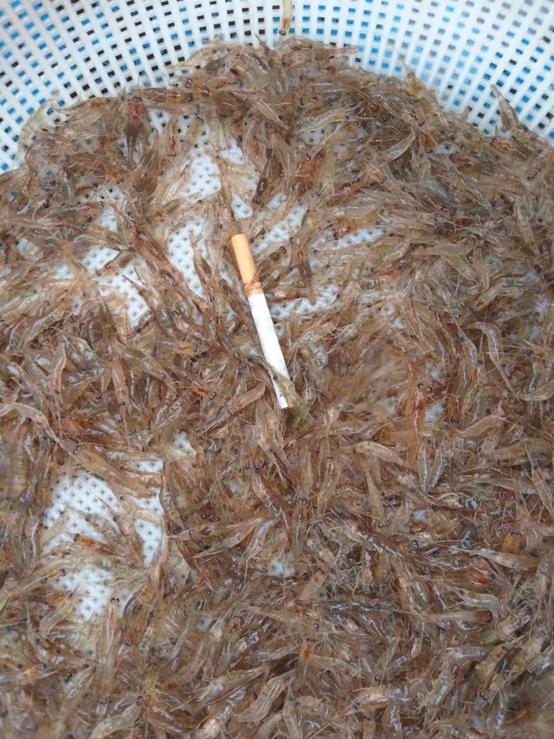 正宗贵州北盘江。生态河虾活虾