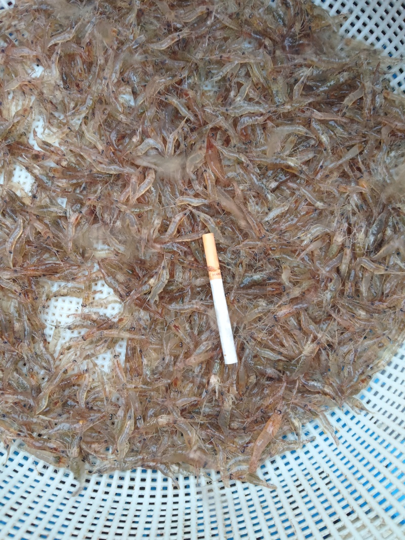 正宗贵州北盘江。生态河虾活虾
