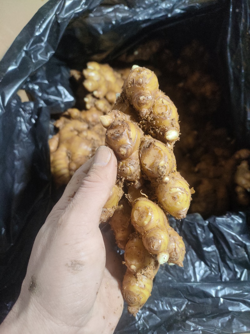 云南二黄姜市场货(不含物老辣黄土带纸箱发货