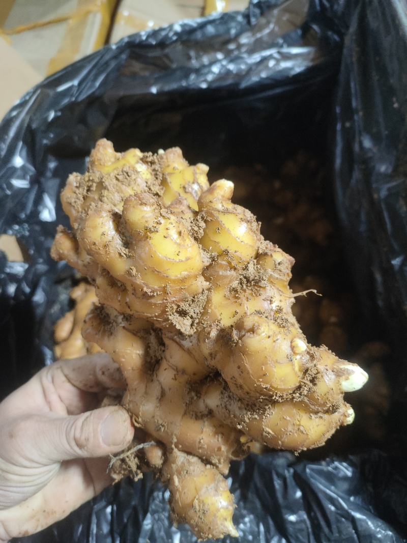 云南二黄姜市场货(不含物老辣黄土带纸箱发货