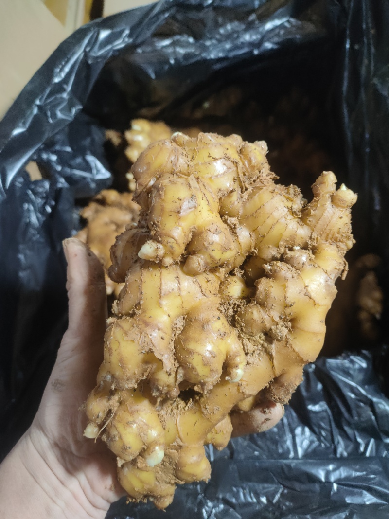 云南二黄姜市场货(不含物老辣黄土带纸箱发货