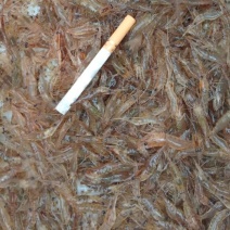 正宗贵州北盘江。生态河虾活虾