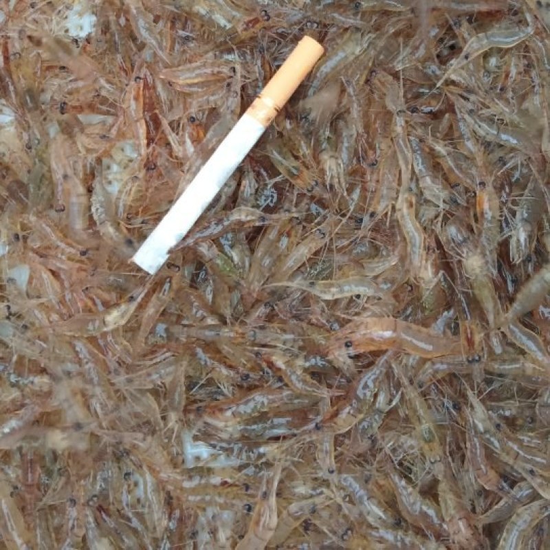 正宗贵州北盘江。生态河虾活虾