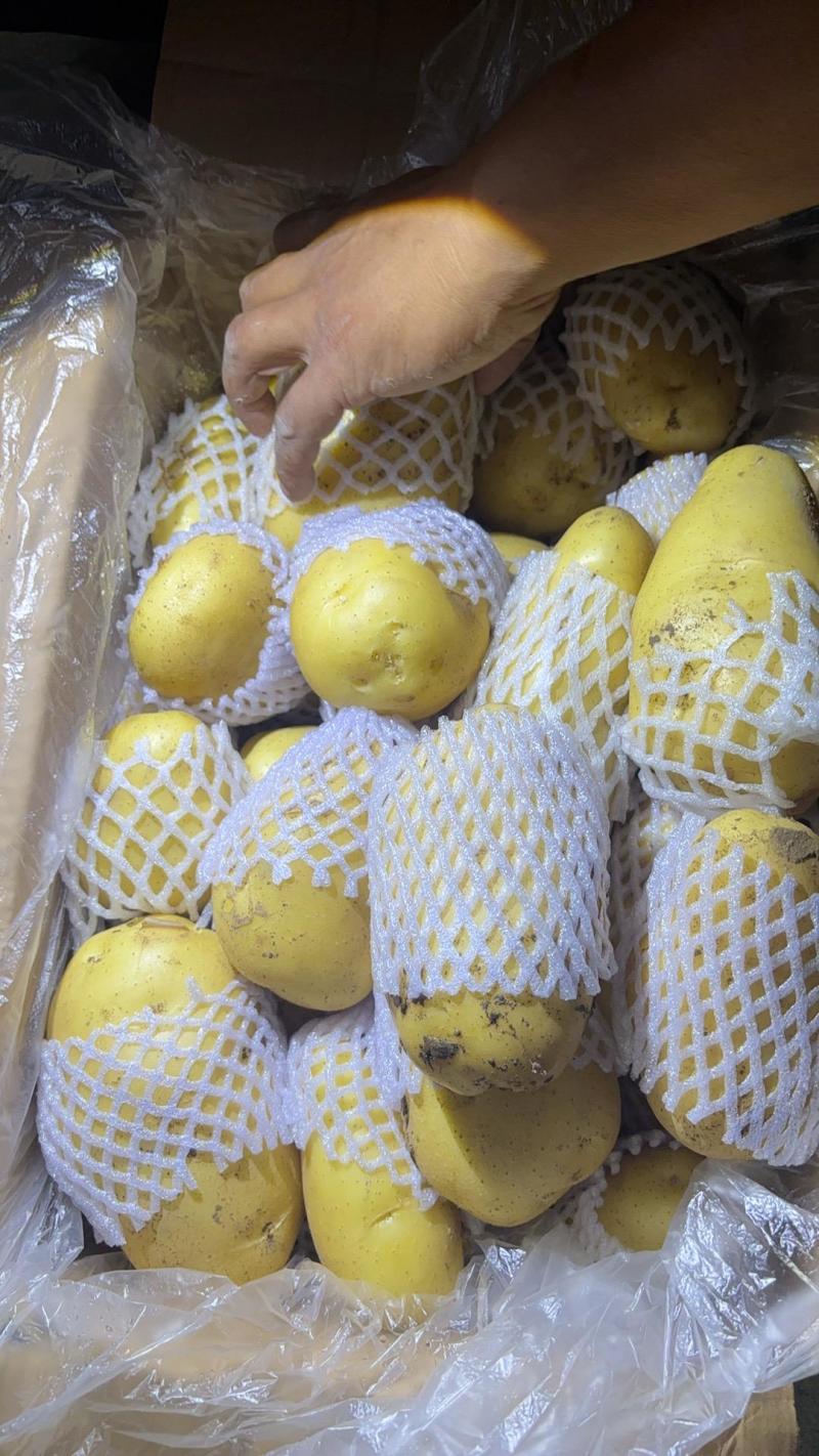 滕卅大棚土豆大量供应，品种全，货发全国诚信经营！