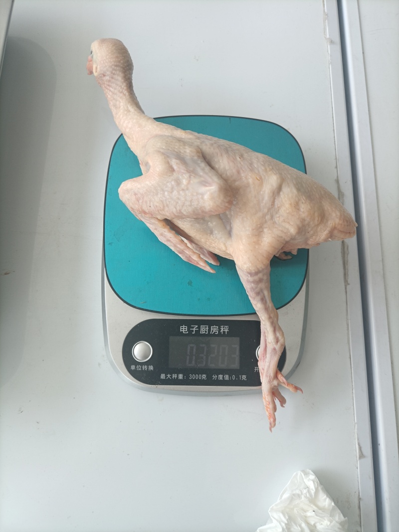 全净膛白条乳鸽5-6两