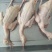 全净膛白条乳鸽5-6两