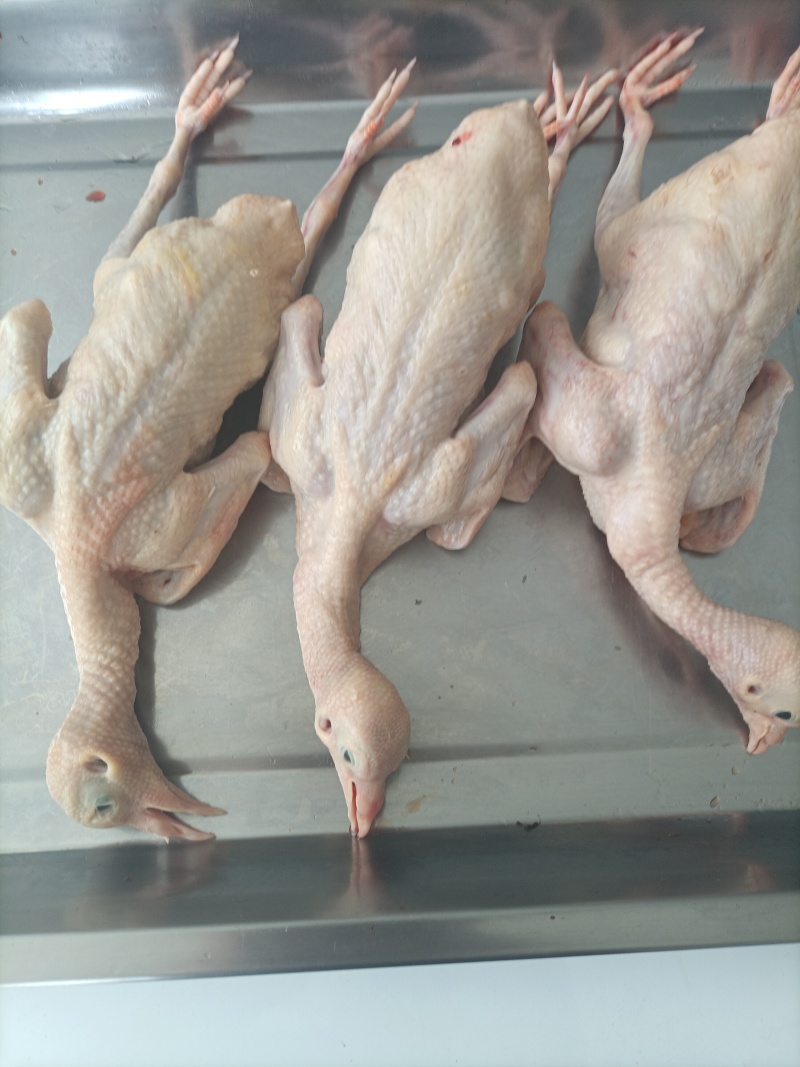 全净膛白条乳鸽5-6两