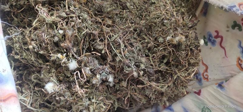 手捡野生中期蒲公英干货自然晾晒欢迎联系