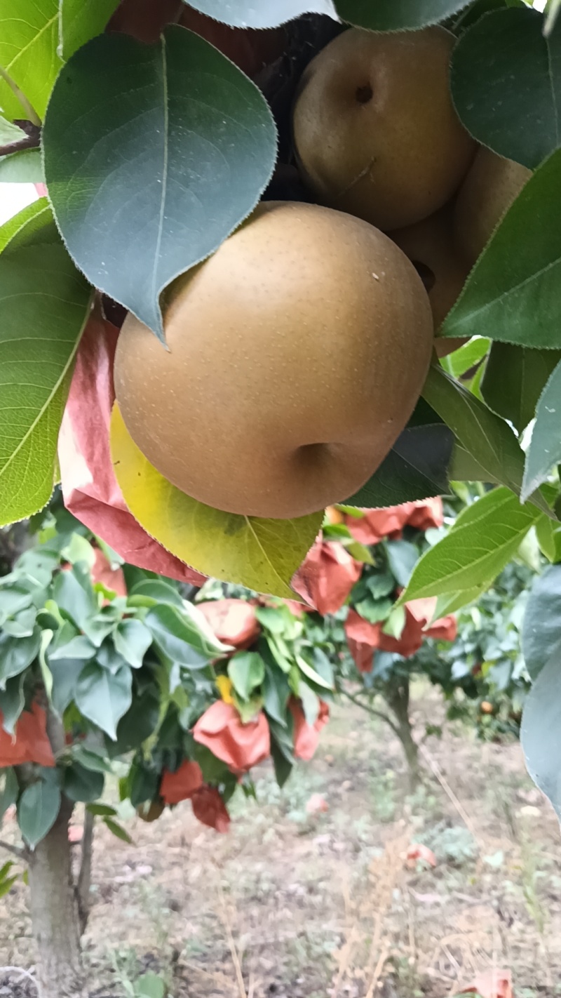 晚秋黄梨光果上市了