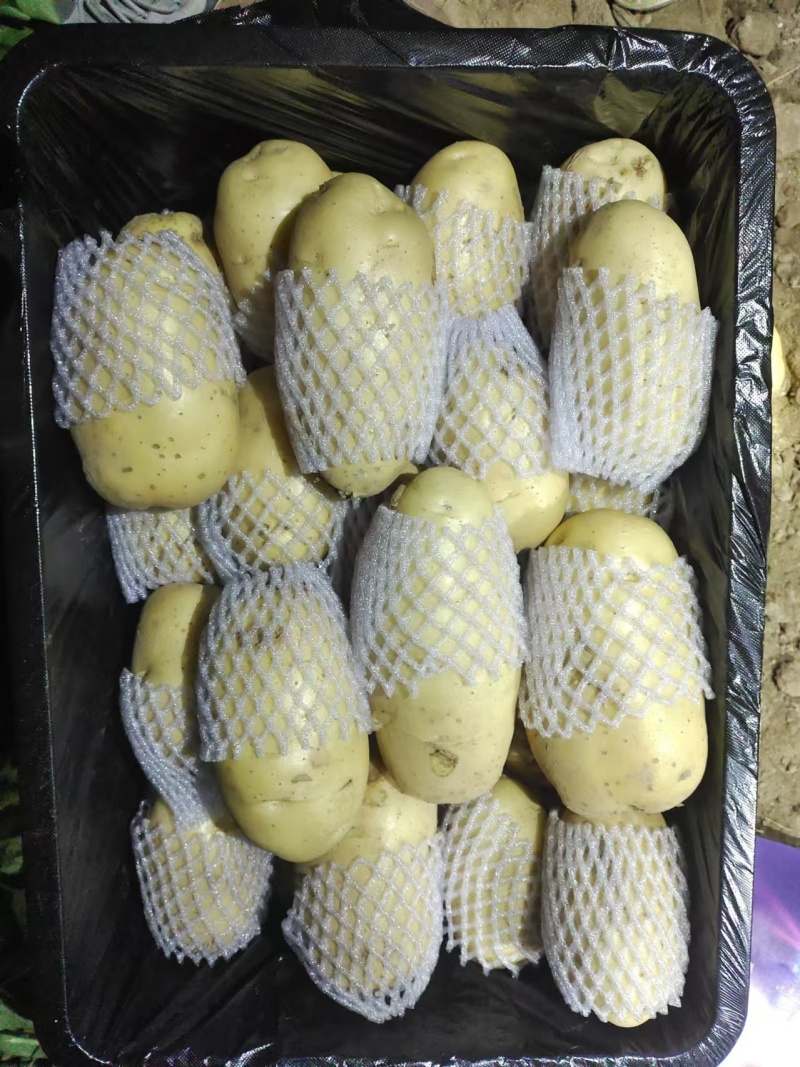 滕卅大棚土豆大量供应，品种全，货发全国诚信经营！