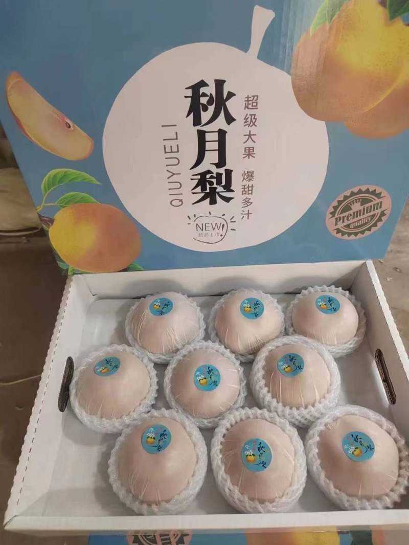 山东青森苹果大量上市/保质保量/产地直销