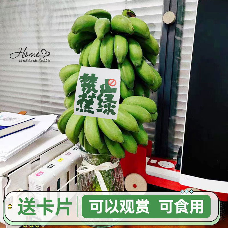 【禁止蕉绿】广西小米蕉整串8斤办公室水培新鲜绿植