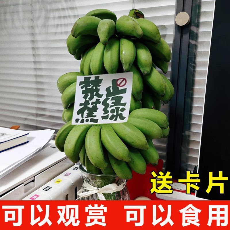 【禁止蕉绿】广西小米蕉整串8斤办公室水培新鲜绿植