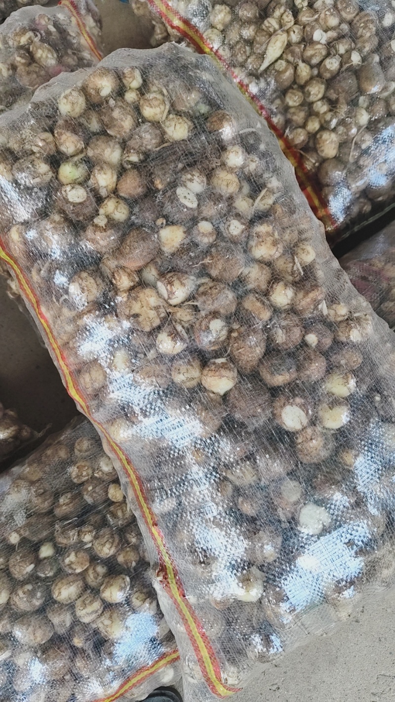 山东沂蒙山牛奶芋头大量上市，规格齐全，欢迎订购通货1.