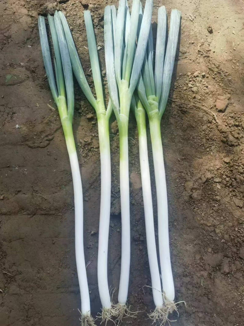 【实力商家】大量供应铁杆大葱优质精选欢迎咨询