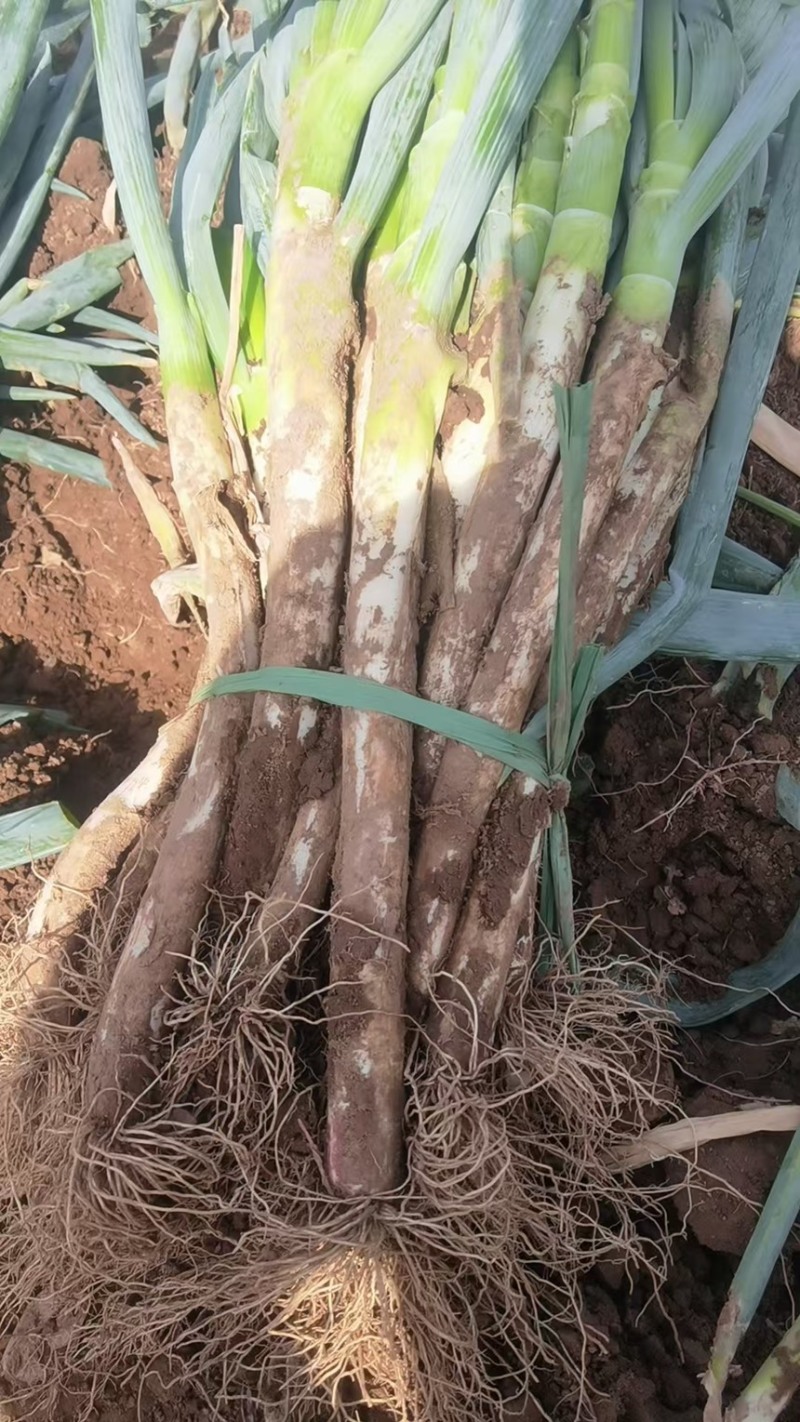 【实力商家】大量供应铁杆大葱优质精选欢迎咨询