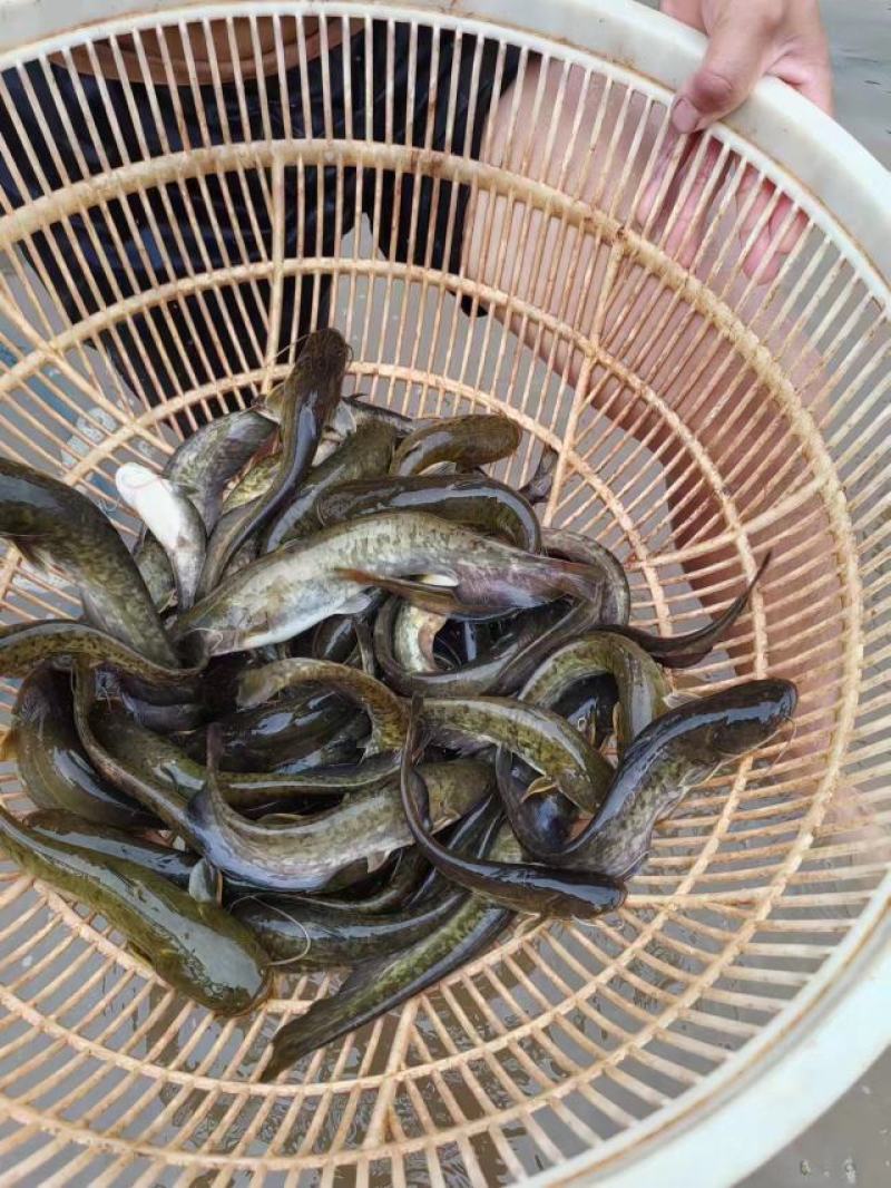 沟鲢