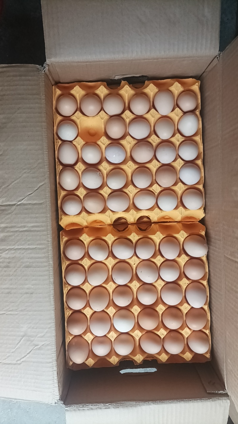 双色粉双色绿壳土鸡蛋