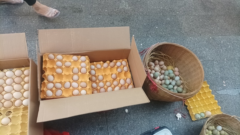 双色粉双色绿壳土鸡蛋