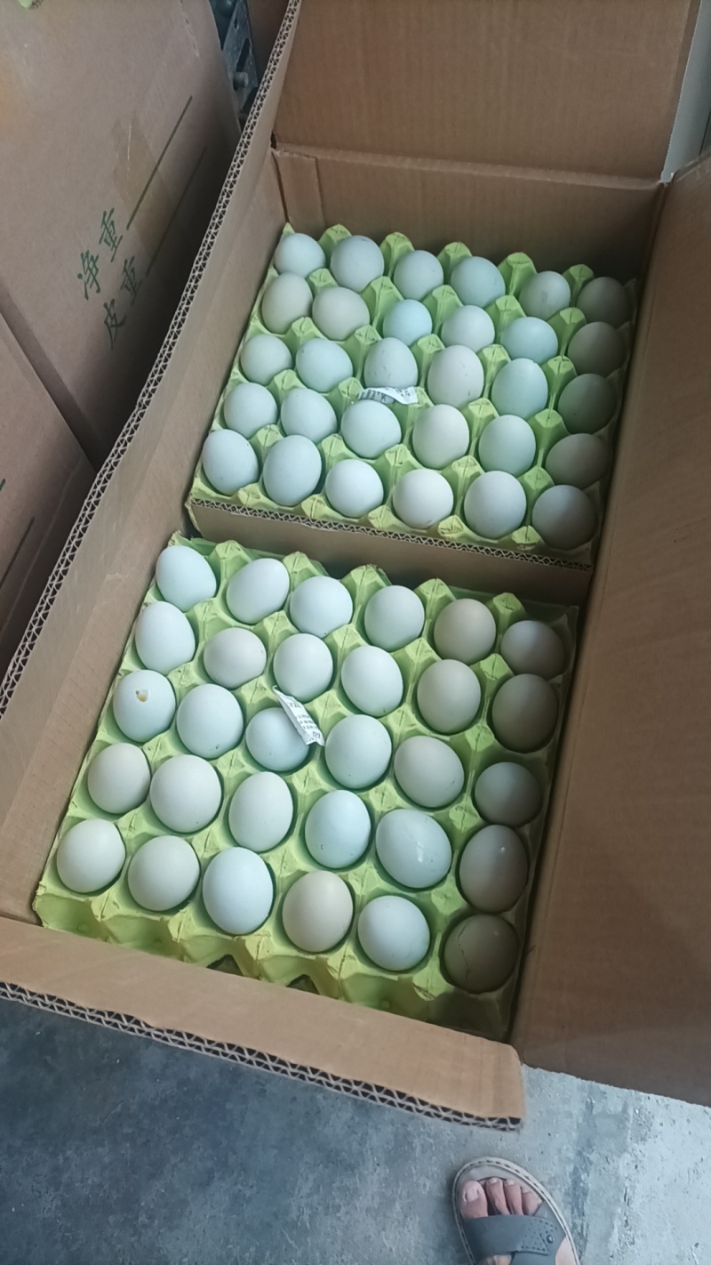 双色粉双色绿壳土鸡蛋