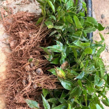 小叶牛大力苗广西发货质量好数量多，欢迎老板咨询