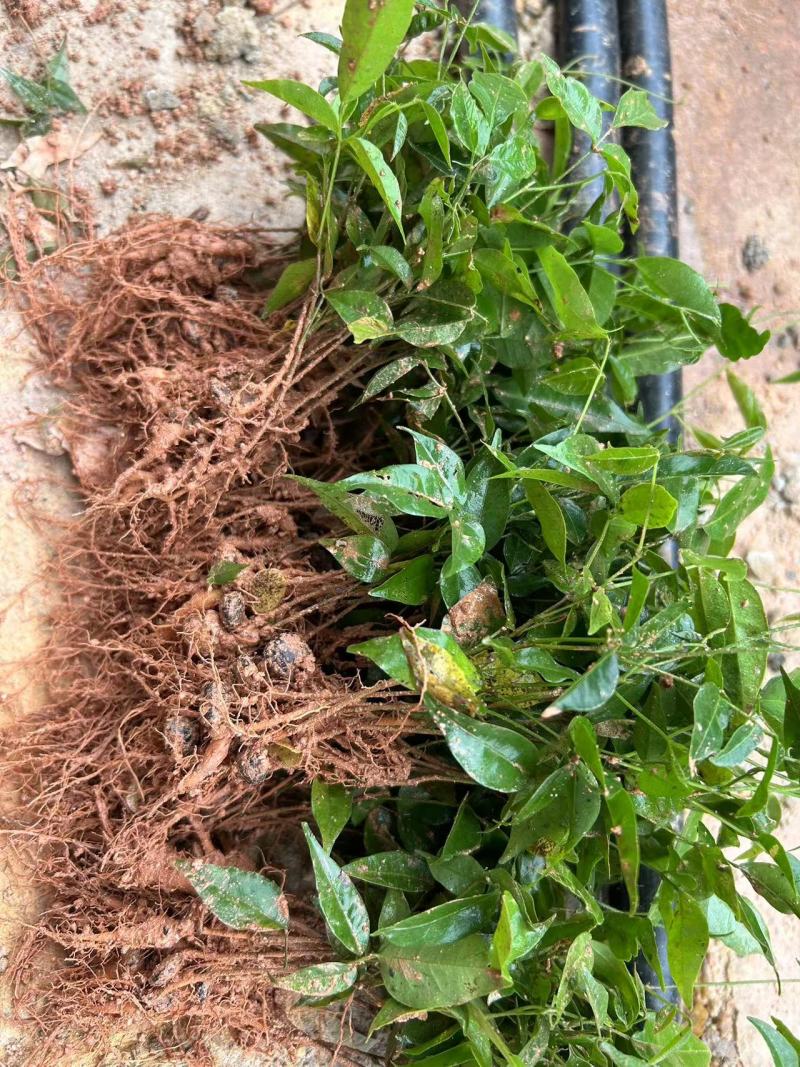 小叶牛大力苗广西发货质量好数量多，欢迎老板咨询