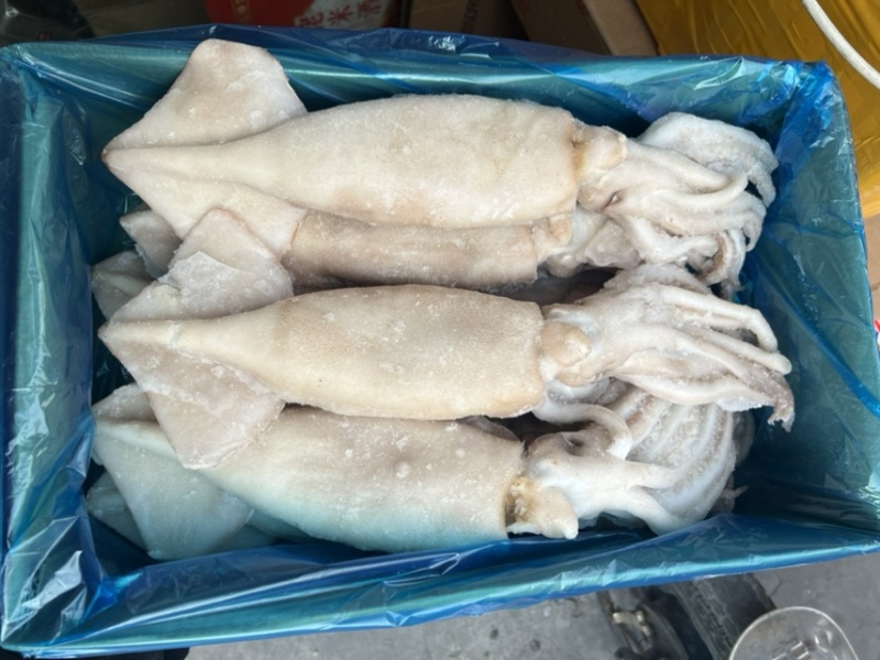 单冻鱿鱼冷冻海产品、、、、、