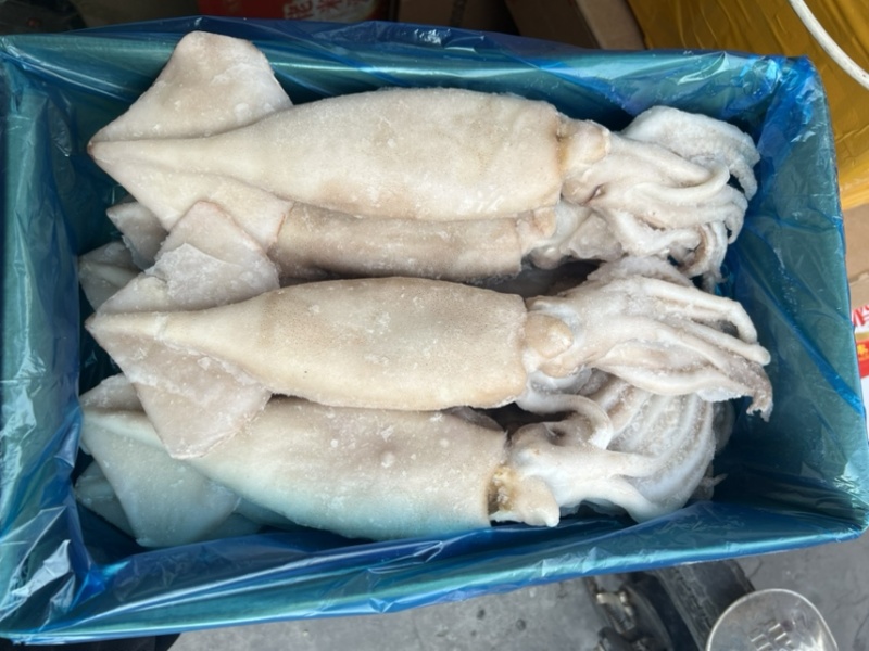 单冻鱿鱼冷冻海产品、、、、、