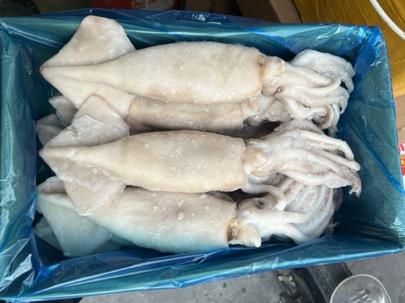 单冻鱿鱼冷冻海产品、、、、、