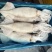 单冻鱿鱼冷冻海产品、、、、、