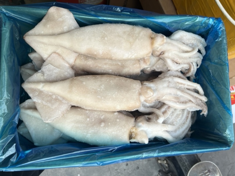 单冻鱿鱼冷冻海产品、、、、、