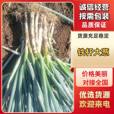 【实力商家】大量供应铁杆大葱优质精选欢迎咨询
