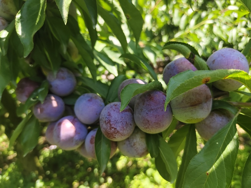 茂县红脆李