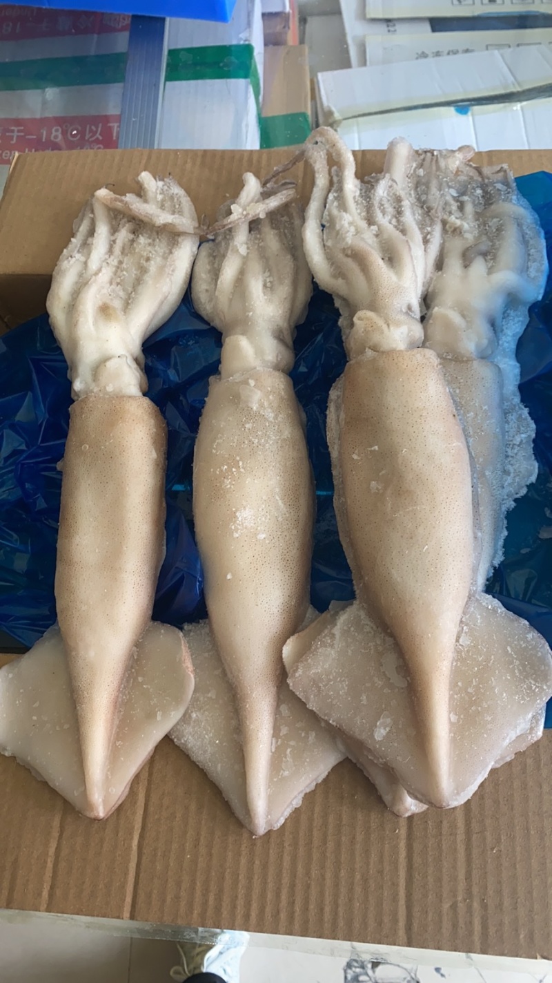 单冻鱿鱼冷冻海产品、、、、、