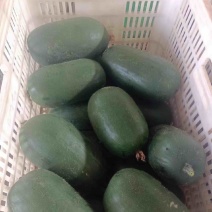 精品小冬瓜