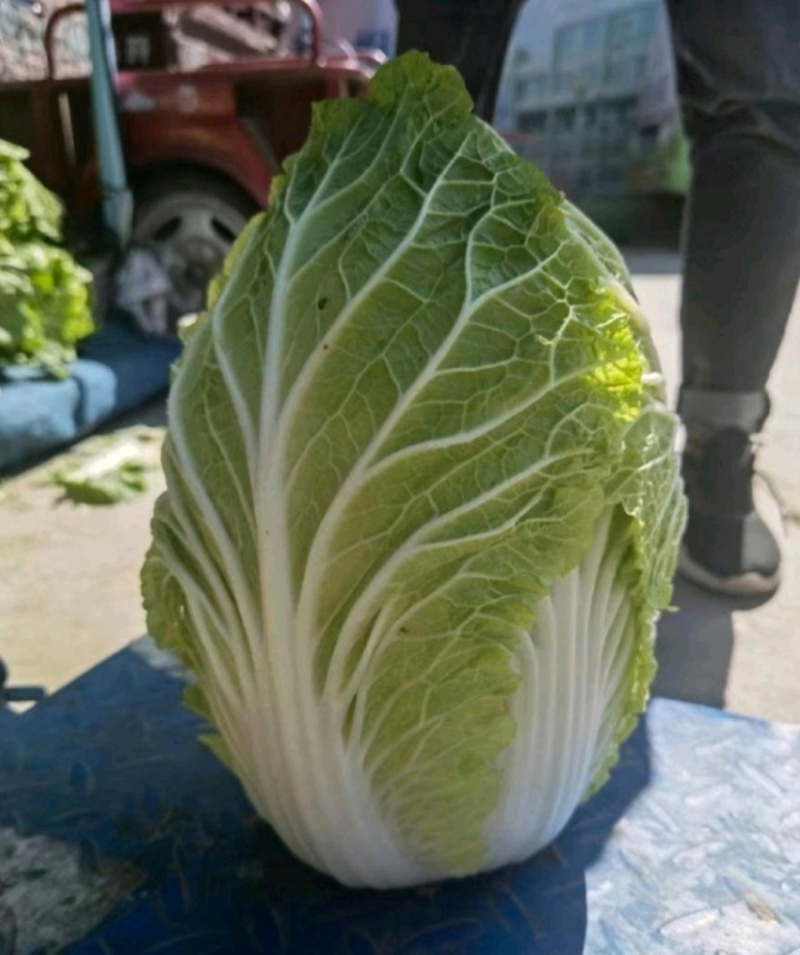 黄心白菜