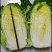 黄心白菜