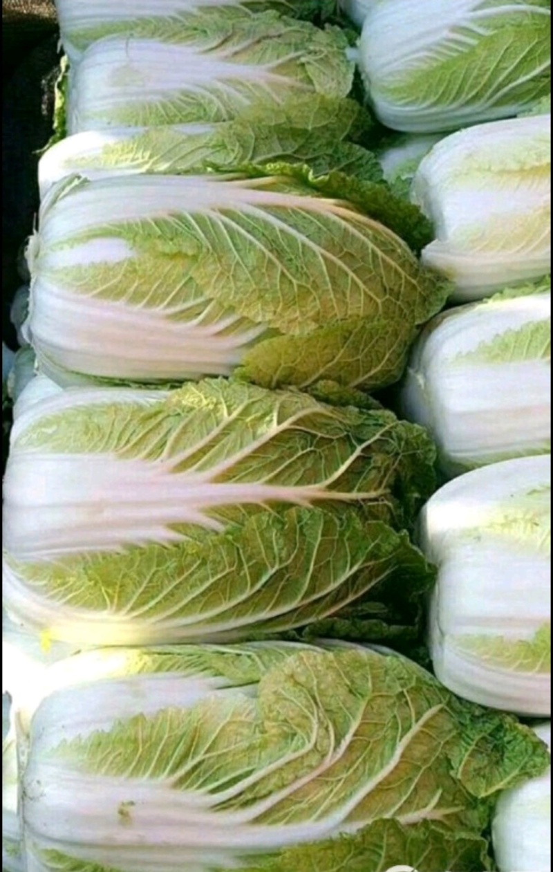 黄心白菜