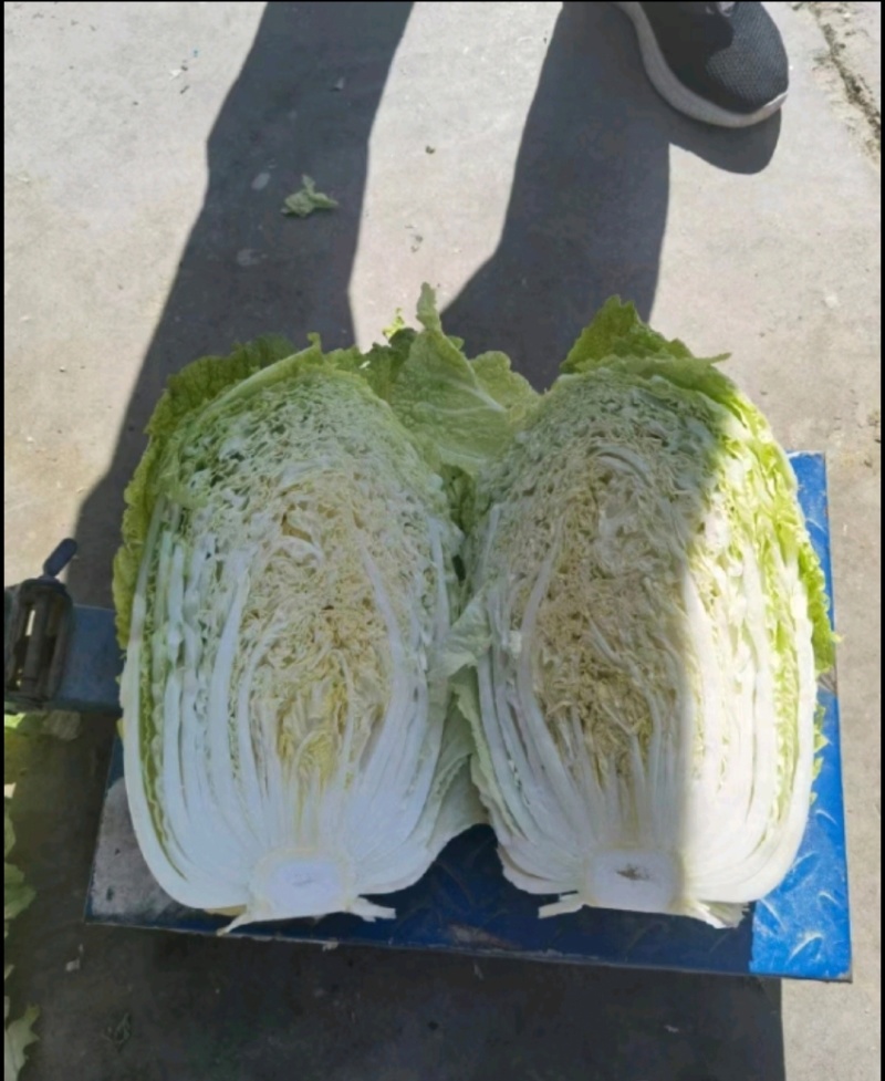 黄心白菜