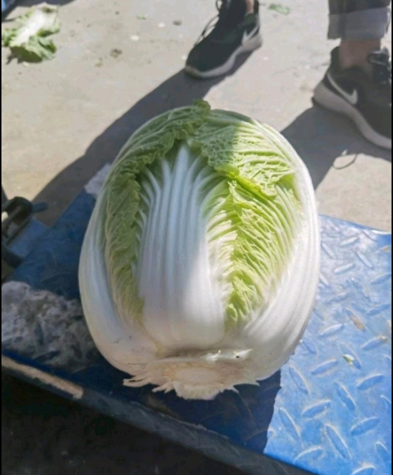 黄心白菜
