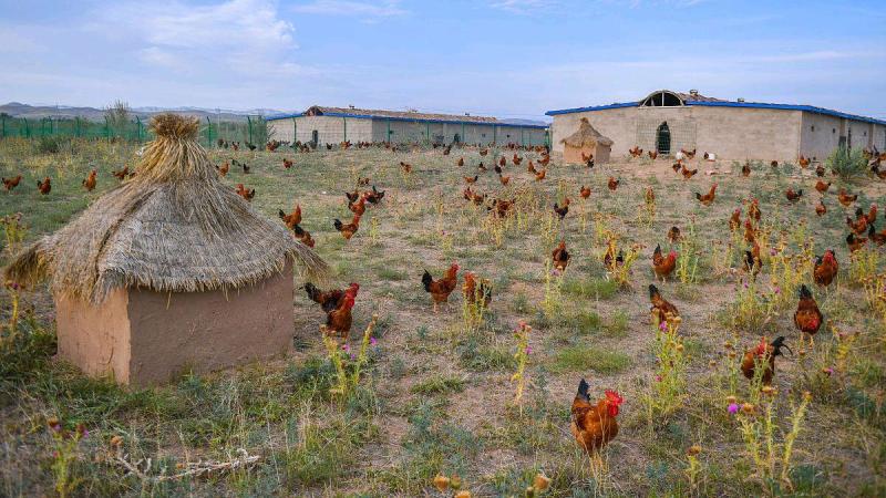 走地鸡肉质鲜美量大从优欢迎各地客商洽谈合作