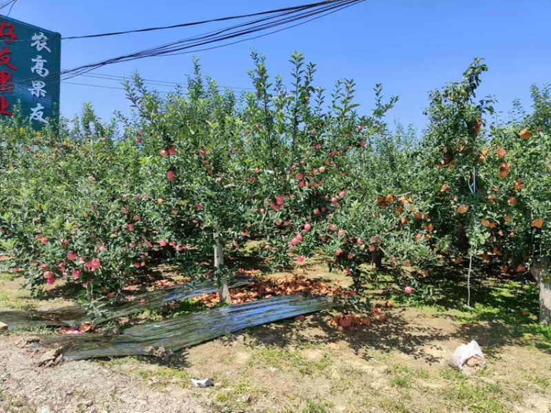 精品红富士苹果货源充足量大从优质量保证欢迎咨询