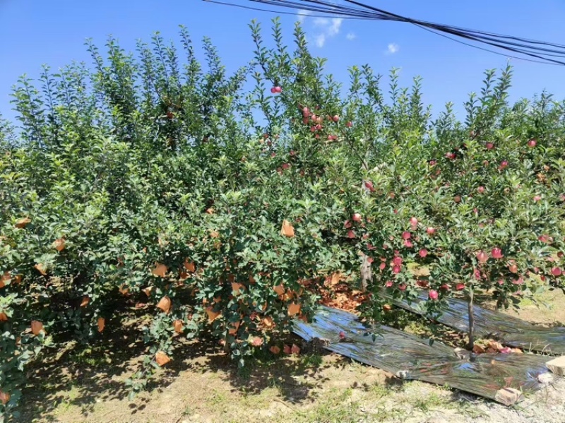 精品红富士苹果货源充足量大从优质量保证欢迎咨询