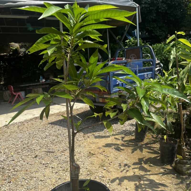 AL罗斯果树苗带榴莲味早上丰产广州基地直发技术支持