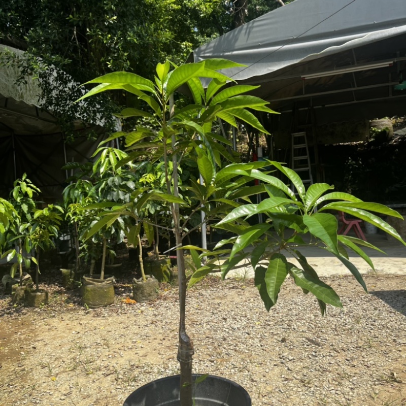 AL罗斯果树苗带榴莲味早上丰产广州基地直发技术支持