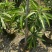 AL罗斯果树苗带榴莲味早上丰产广州基地直发技术支持