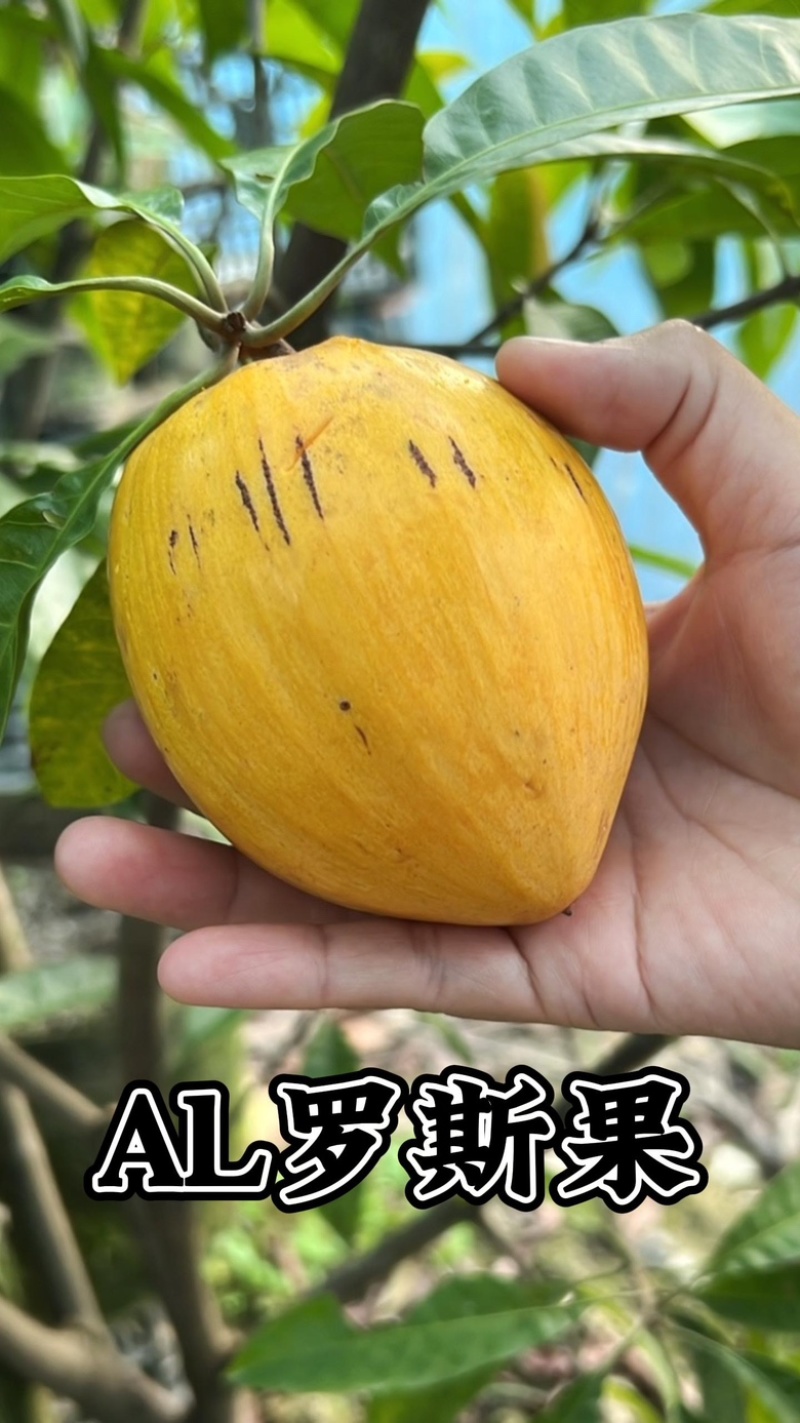 AL罗斯果树苗带榴莲味早上丰产广州基地直发技术支持