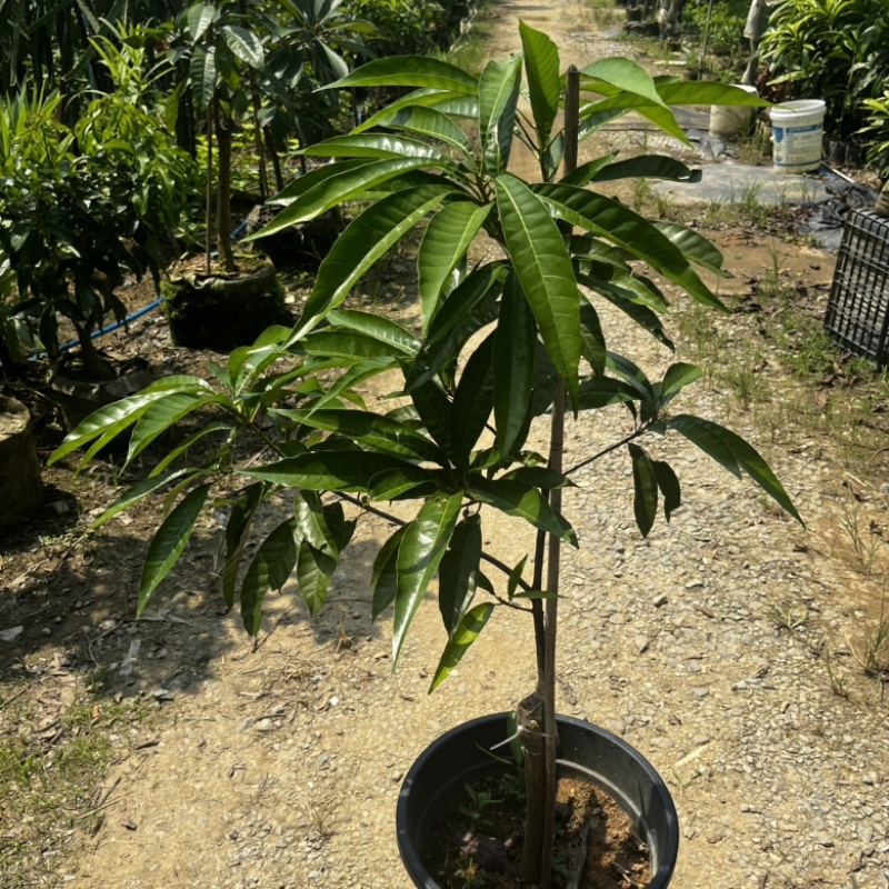 AL罗斯果树苗带榴莲味早上丰产广州基地直发技术支持